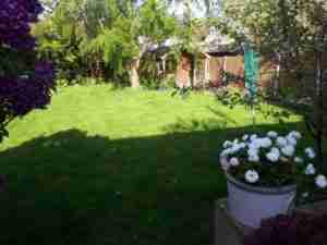Image of area for new path to shed and defined beds