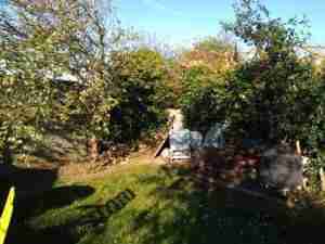 image of overgrown hedge boundary