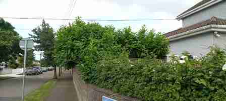 Image of Overgrown hedging